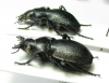 Callisthenes elegans valentine, pair  Kazakhstan - INSECTS-STORE.RU