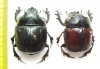 Heliocopris japetus, pair  Zambia 45mm - INSECTS-STORE.RU