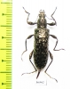 Gigantopigeus mirabilis  Malaysia - INSECTS-STORE.RU