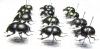 Lethrus obtritus, coptotis, ?auriculatus, rosmarus, kozhantchikovi, kryzhanovskii - INSECTS-STORE.RU