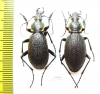 Carabus (Megodontus) vietinghoffi bowringi, pair  Russia, Far East - INSECTS-STORE.RU