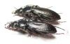 Carabus (Morphocarabus) spasskianus schestopalovi, pair  Kazakhstan - INSECTS-STORE.RU