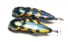 Thrincopyge alacris, pair  USA - INSECTS-STORE.RU