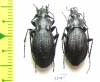 Carabus (Meganebrius) scheibei diricola, pair  Pakistan - INSECTS-STORE.RU
