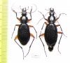 Carabus (Tribax) kasbekianus veselyi, pair  Georgia - INSECTS-STORE.RU