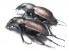 Callisthenes elegans valentine, pair  Kazakhstan - INSECTS-STORE.RU