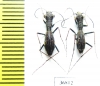 Dromica sp., pair  Zambia - INSECTS-STORE.RU
