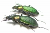 Carabus (Megodontus) vietinghoffi caesareus, pair  Russia, Far East - INSECTS-STORE.RU