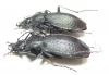 Carabus (Meganebrius) scheibei diricola, pair  Pakistan - INSECTS-STORE.RU
