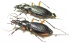 Carabus (Tribax) kasbekianus veselyi, pair  Georgia - INSECTS-STORE.RU