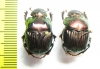 Phanaeus igneus floridanus, pair  USA - INSECTS-STORE.RU