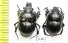 Lethrus mugodzharicus, pair  Kazakhstan - INSECTS-STORE.RU