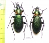 Carabus (Megodontus) vietinghoffi caesareus, pair  Russia, Far East - INSECTS-STORE.RU