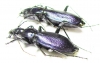 Carabus (Tribax) onerosus, pair  Georgia - INSECTS-STORE.RU
