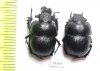 Lethrus aequidentatus, pair  Kazakhstan - INSECTS-STORE.RU