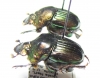Phanaeus igneus floridanus, pair  USA - INSECTS-STORE.RU