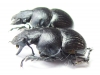 Lethrus nasreddinovi, pair  Tajikistan - INSECTS-STORE.RU