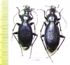 Carabus (Tribax) onerosus, pair  Georgia - INSECTS-STORE.RU