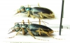 Guineica tetrachoides, pair  Indonesia, Papua - INSECTS-STORE.RU