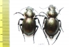Callisthenes elegans semenovi, pair  Kazakhstan - INSECTS-STORE.RU