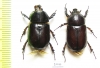 Dynastinae sp., pair  South Africa Rep. - INSECTS-STORE.RU
