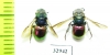 Chrysididae sp.  Russia, Moscow reg. - INSECTS-STORE.RU