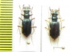 Guineica tetrachoides, pair  Indonesia, Papua - INSECTS-STORE.RU