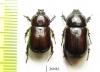 Dynastinae sp., pair  South Africa Rep. - INSECTS-STORE.RU