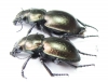 Callisthenes elegans semenovi, pair  Kazakhstan - INSECTS-STORE.RU