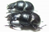 Lethrus nikolajevi, pair  Tajikistan - INSECTS-STORE.RU