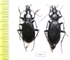 Carabus (Tribax) osseticus abanosicus, pair  Georgia - INSECTS-STORE.RU