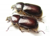 Dynastinae sp., pair  South Africa Rep. - INSECTS-STORE.RU