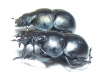 Lethrus anisodon, pair  Uzbekistan - INSECTS-STORE.RU