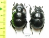 Lethrus nikolajevi, pair  Tajikistan - INSECTS-STORE.RU