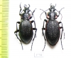 Carabus (Megodontus) vietinghoffi leptoglyptus, pair  Russia, Sakhalin isl. - INSECTS-STORE.RU