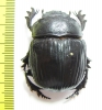 Heliocopris sp.  Congo - INSECTS-STORE.RU