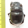 Catharsius chinai, male  Zambia - INSECTS-STORE.RU