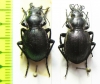 Callisthenes elegans kolshengelicus, pair  Kazakhstan - INSECTS-STORE.RU