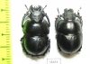 Lethrus anisodon, pair  Uzbekistan - INSECTS-STORE.RU