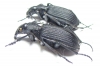 Calosoma sp., pair  Mozambique - INSECTS-STORE.RU