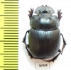 Catharsius sp.  Zambia - INSECTS-STORE.RU