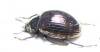 Tenebrionidae sp.  Malaysia - INSECTS-STORE.RU