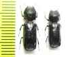 Bostrichidae sp.  Bolivia - INSECTS-STORE.RU
