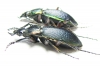 Carabus (Morphocarabus) hummeli tristiculus, pair  Russia, Far East - INSECTS-STORE.RU