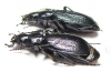Carabus (Archiplectes) kaljuzhnyji, pair  Russia, Krasnodar reg. - INSECTS-STORE.RU