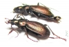 Carabus (Microplectes) riedeli, pair  Russia, N.Ossetia reg. - INSECTS-STORE.RU