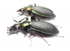Carabus (Coptolabrus) jankowskii fusanus, pair  S.Korea - INSECTS-STORE.RU