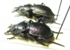 Callisthenes elegans kolshengelicus, pair  Kazakhstan - INSECTS-STORE.RU