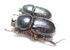 Dynastinae sp., pair  South Africa Rep. - INSECTS-STORE.RU