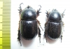 Dynastinae sp., pair  South Africa Rep. - INSECTS-STORE.RU